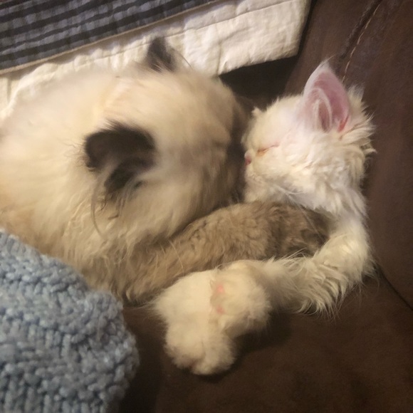 Meet your Posher, Lisa - Picture 5 of 7